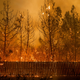 Photo of wildfire engulfing trees and fence